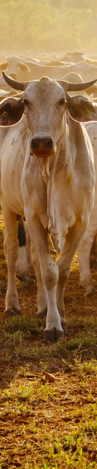 Übernachte auf einer historischen Rinderfarm